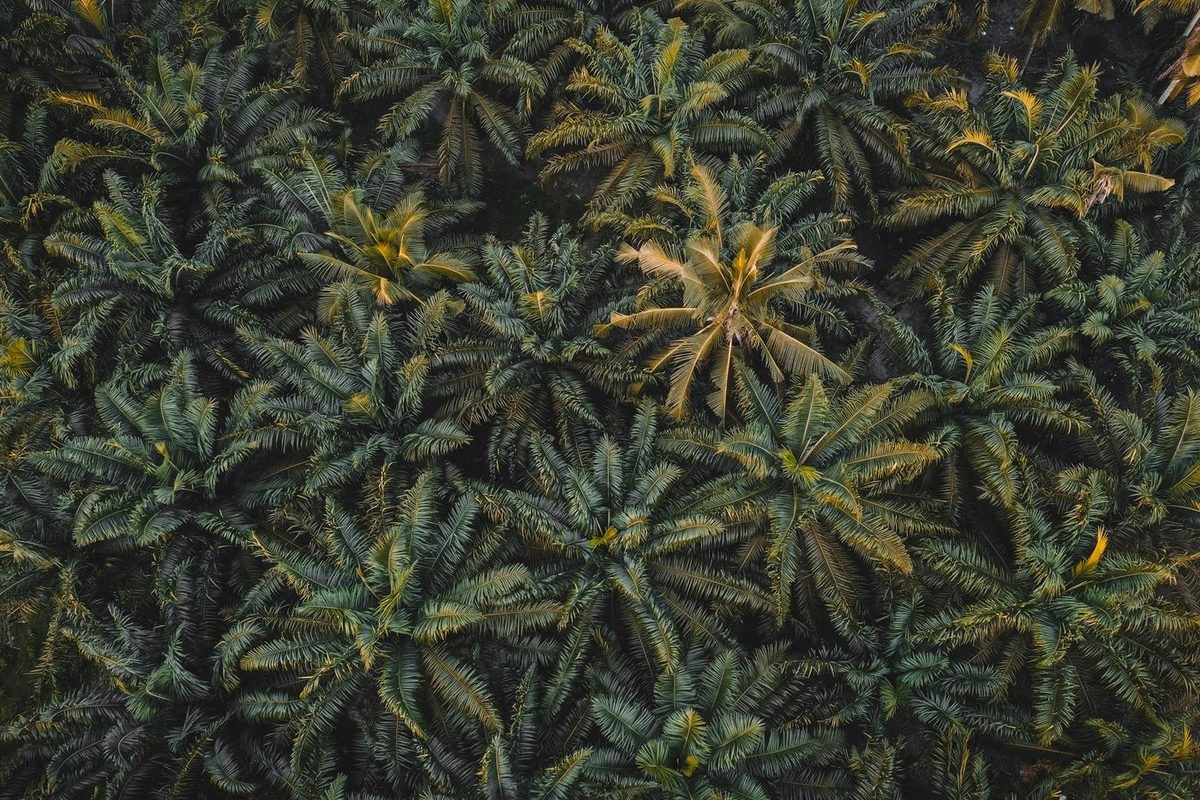 Canopy