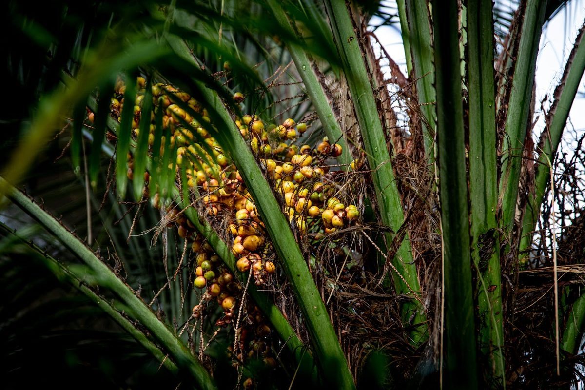 Batana fruit